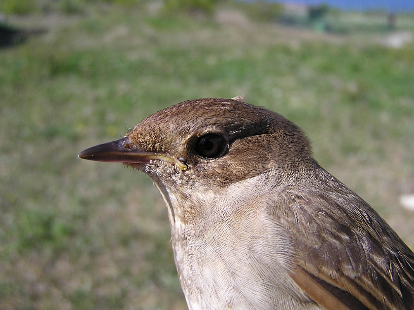 Thrush Nightingale, Sundre 20110603